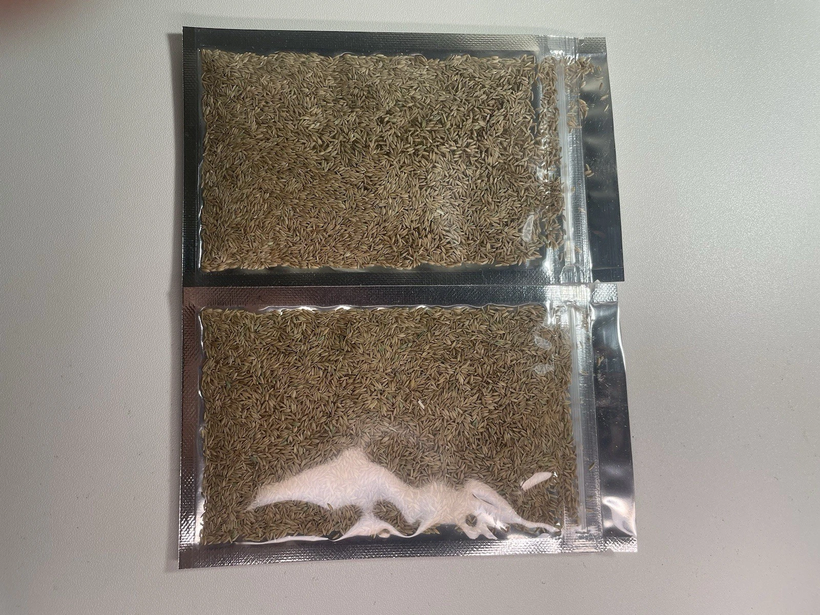 Zenith Zoysia Grass Seed (2-Pack)  Over 10,000 Seeds for a Lush, Healthy... - $31.18
