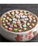 RARE Lithops MIX succulent cactus EXOTIC living stones desert rock seed ... - €4,04 EUR