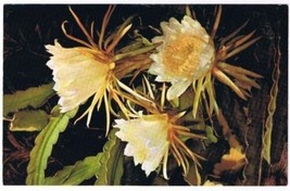 Hawaii Postcard Night Blooming Cereus Flowers Panini o kapunahou - £1.67 GBP