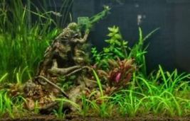 Aquarium Plant Decoration Carpet Easy Dwarf Sagittaria Subulata Freshwat... - £20.78 GBP