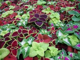 100 Rainbow Mixed Coleus Seeds - $10.10
