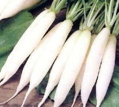 BPA 1250 Seeds White Icicle Radish Raphanus Sativus VegetableFrom USA - £7.91 GBP