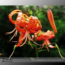 50 Seeds Lilium Lily Flower Fragrant Flower H Gardening USA Seller - $7.22