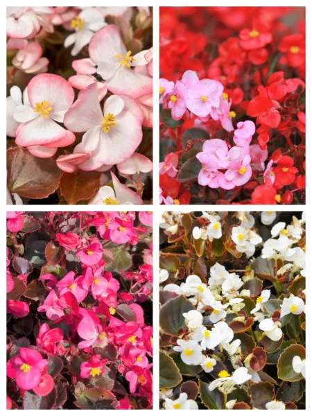 Top Seller 25 Wax Mixed Begonia Semperflorens Fibrous Mixed Colors Red S... - £11.48 GBP