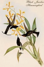 Black Jacobin Hummingbird by John Gould - Art Print - £17.23 GBP+
