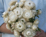 50 Seeds Vintage White Strawflower Flower - $9.67