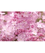 25 Blush Lilac Seeds Tree Fragrant Flowers Perennial Seed Flower Easy To... - $241.24 MXN