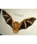 Real Painted Bat Kerivoula Picta Taxidermy Museum Quality Framed Shadowbox  - €102,94 EUR