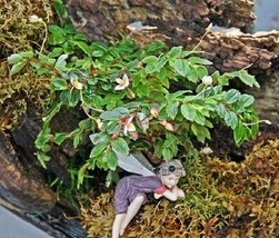 2.5&quot; Pot - Tiny Pink Begonia Plant - Terrarium/Fairy Garden/House Plant - £36.16 GBP