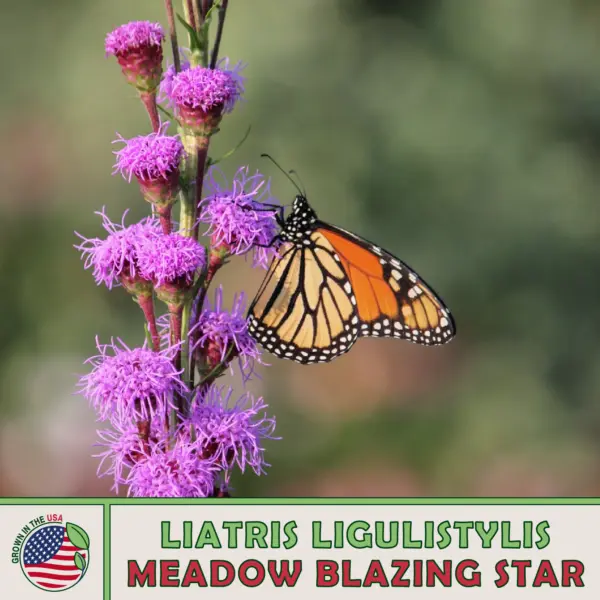 100 Meadow Blazing Star Seeds Liatris Ligulistylis Monarch Butterfly Attractor G - £9.80 GBP