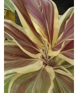 Miss andrea Cordyline Terminalis Hawaiian Ti Plant AKA Good Luck Plants - £31.95 GBP