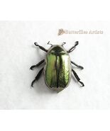 Golden Jewel Scarab – Chrysina Aurigans Real Beetle Framed Entomology Shadowbox - $280.00