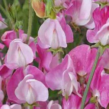 Blanche Ferry Sweet Pea Seeds 10 Seeds Usa Fast Shipping - £13.48 GBP