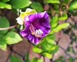 Sale 5 Seeds Cup &amp; Saucer Vine Cathedral Bells Cobaea Scandens Climber P... - £7.89 GBP