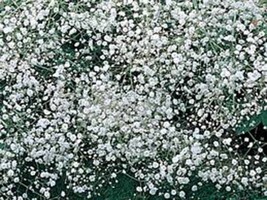 Grow In US Baby&#39;S Breath 100 Seeds Newly Harvested Beautiful Snow Like B... - £6.96 GBP