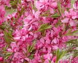SRN Russian Almond Shrub Prunus Tenella Seeds Garden - $10.86