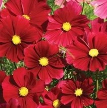 140 Seeds Cosmos Dazzler Red Flower Groco - $8.99