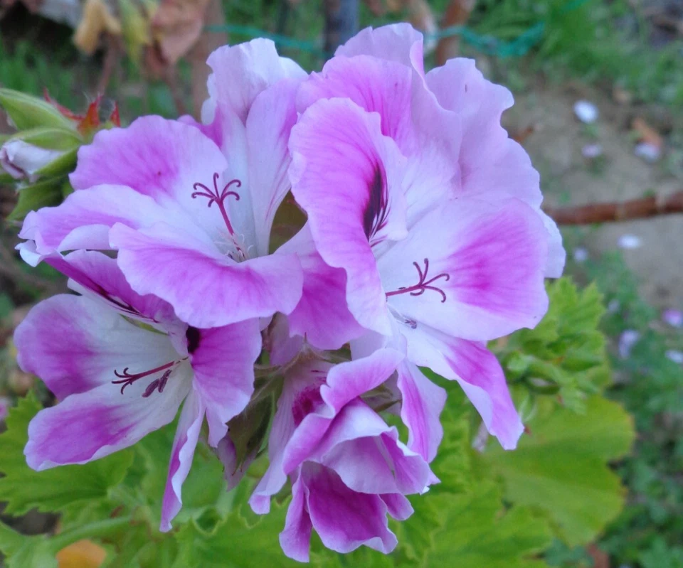 STUNNING PURPLE &amp; WHITE PELARGONIUM FANCY REGAL GERANIUM 2 X 6&quot; PLANT  - $29.99