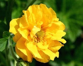 10 Yellow Lady Strathden Geum Chiloense Flower Seeds Fresh Usa Seller - £8.08 GBP