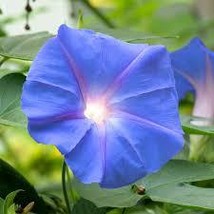 Blue Star Morning Glory Seeds Ipomea Tricolor 50 Seeds For Planting - £13.43 GBP