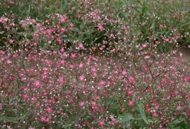 US Seller Free Shipping Baby&#39;S Breath Red Seeds 200 Baby Breath Seeds Flower See - $12.75