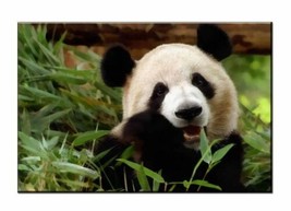painting Giclee Art Wall Decor Cute Panda Eat Bamboo picture Printed Canvas - £7.49 GBP+