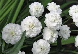 SKMO 150 Pearl Yarrow White Double Achillea Ptarmica Herb Flower Seeds - £13.96 GBP