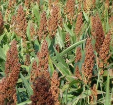 US Seller Rox Orange Syrup Cane Sorghum Seeds 50+ Grain &quot;&quot;Broom Corn&quot;&quot; - $8.19