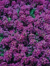 50 Seeds Alyssum Wonderland Series Deep Purple Annual Seeds - £20.39 GBP