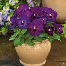 Viola Seeds 50 Seeds Viola Colormax Purple Glow Fresh Garden - $15.09