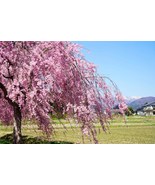 10 Weeping Higan Cherry Tree Seeds – Pink Japanese Flowering Tree - $18.69