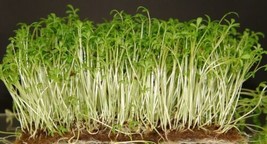 NEW 100PCS Aubrieta Cultorum Seeds - £5.88 GBP