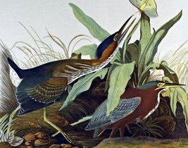 Green Herby John James Audubon. Bird Art Repro. Giclee - £6.89 GBP+