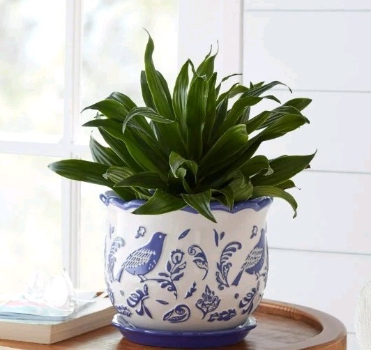Pioneer Woman ~ MAZIE BIRD Pattern ~ 8" Scalloped Edge ~ Cobalt Blue Planter Item image 3