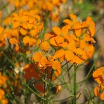 Siberian Wallflower 100 Seeds Cheiranthus Allionii Bee And Butterfly Attractant  - £7.30 GBP