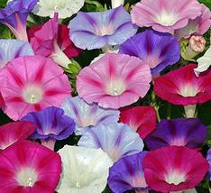 Morning Glory Seed, Multicolor Mix, 20 Seeds, Glowing Multicolor Season ... - $1.59