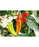 VCS Fish Pepper 15 200 Seeds Hot Caribbean Flavor Variegated Seafood Bul... - $18.94 CAD