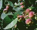 Serviceberry Amelanchier U 20 Organic Pre Stratified Seeds - $8.99
