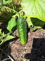 Cucumber, Seed, Boston Pickling, Heirloom, Organic, Non Gmo, 25+ Seeds, Pickle - £3.13 GBP