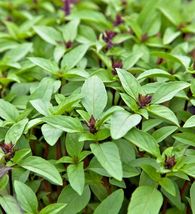 300 Siam Queen Basil Seeds Vegetable Herb Summer Garden Patio Container - £14.41 GBP