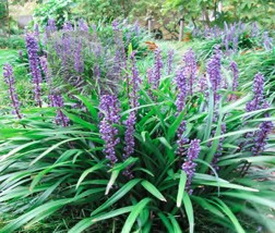 2 Seeds Blue Lily Turf Monkey Grass Flower Seeds Garden - £11.88 GBP