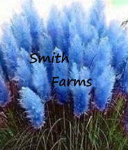 200 Seeds Dark Navy Blue Pampas Grass Fresh Seeds - $10.00