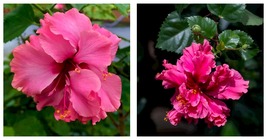 Hibiscus Pride of Hankins Pink Well Rooted Starter Plant Triple Pink Blo... - £45.81 GBP