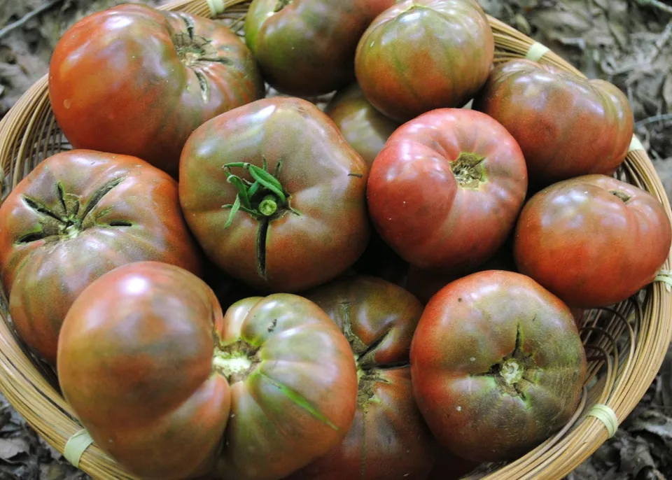 30 Fresh Seeds Cherokee Purple Tomato - $9.69