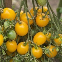 Yellow Centiflor Tomato - 5+ seeds - P 138 - £1.56 GBP