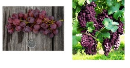 1-2 yr Old - 1 VANESSA RED Seedless Live Grape Vine Plant - Ready for Planting - £47.82 GBP