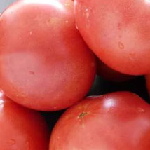 SHIP FROM US 50 Seeds - Bradley Tomato Seeds - Non-GMO, Heirloom,Vegetable, TM11 - £13.14 GBP