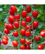 AD 50 Seeds Mighty Sweet Tomato Tomatoe Vegetable Home Garden - €11,59 EUR