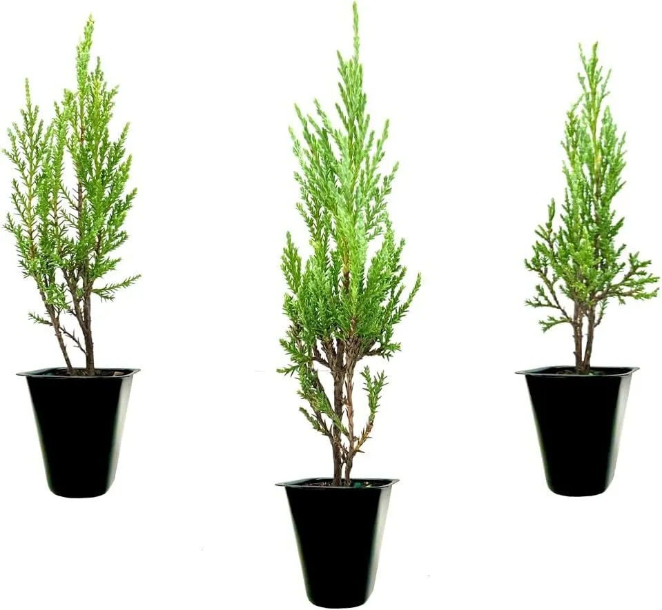 Medora Juniper Live Plants Perfect for Year-Round Landscaping Privacy - $40.77