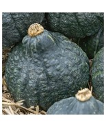 Chicago Warted Winter Squash Seeds, NON-GMO, Heirloom, Long Storage, FREE SHIP - $2.69 CAD - $64.97 CAD
